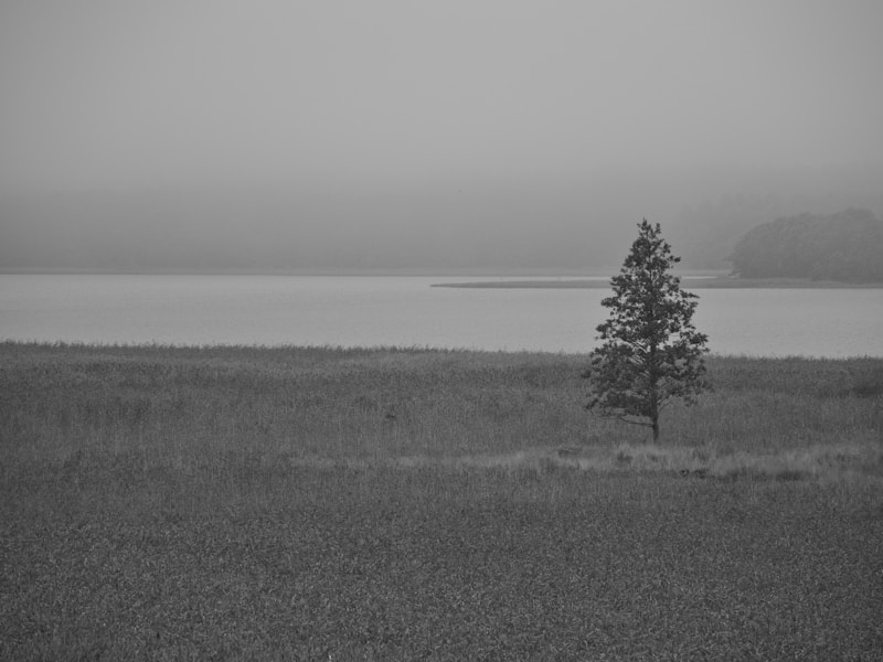 A lone tree standing by a misty lake